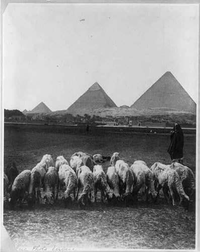 HistoricalFindings Fotó: Nyáj,Pásztor,Falu,Piramis,Egyiptom,Jelenet Síkság,1924 Előtt